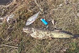 inquinamento 27-02-2005 001.jpg